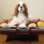 recycled-suitcase-ideas-pets-bed6.jpg